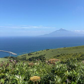 利尻山を見ながら、花満喫〜。
時期がもう少し早ければ、オレンジ色の花も見れたらしい！！