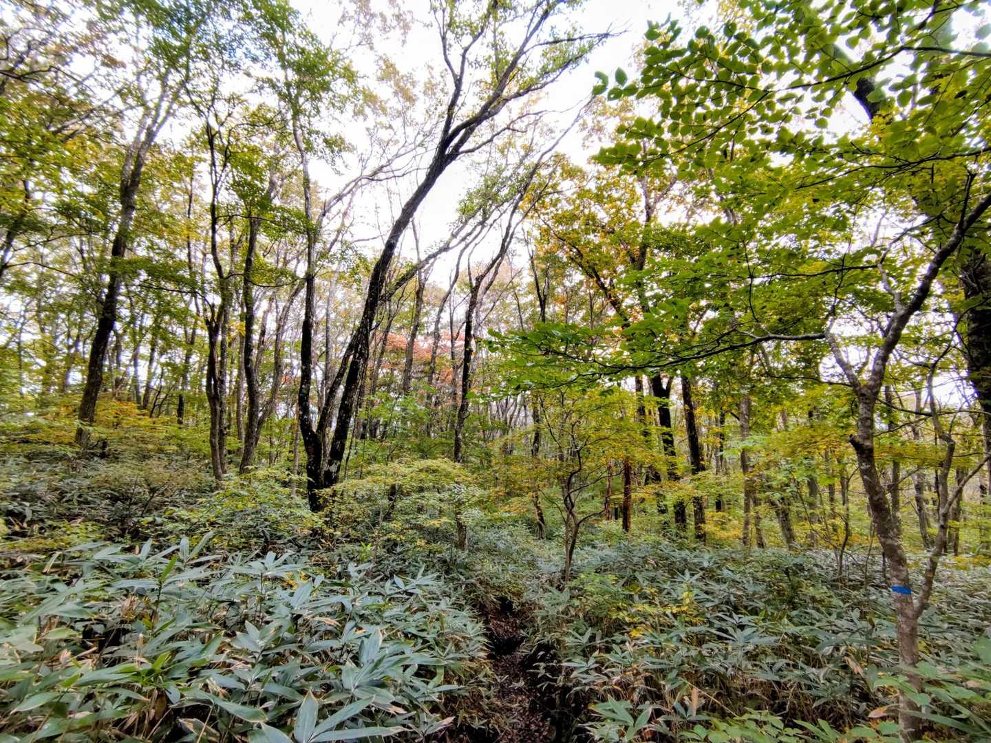 姫逃池登山口-男三瓶山-名号登山口 周回コースの写真