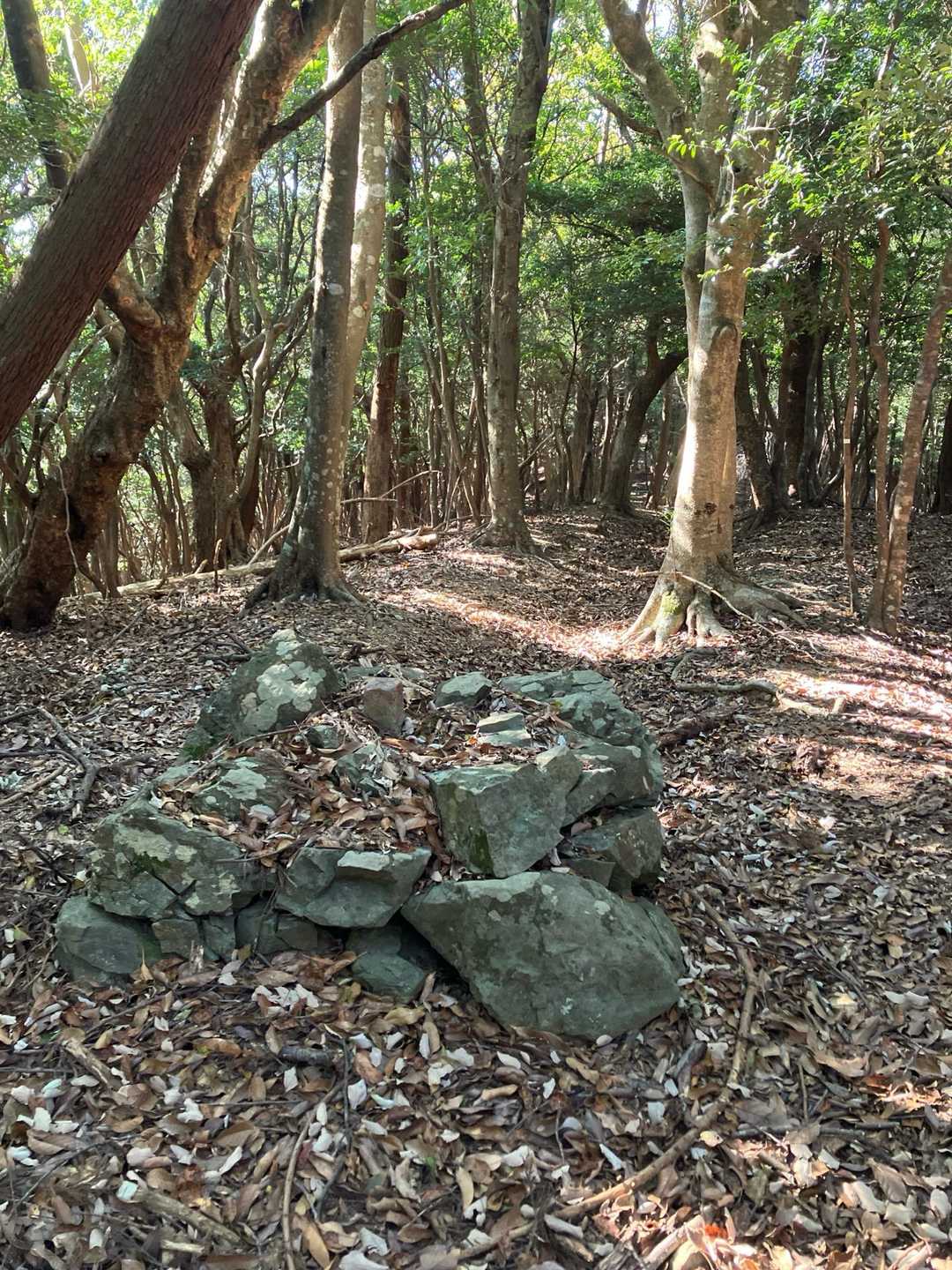 鼓ヶ岳西峰-鼓ヶ岳 往復コースの写真