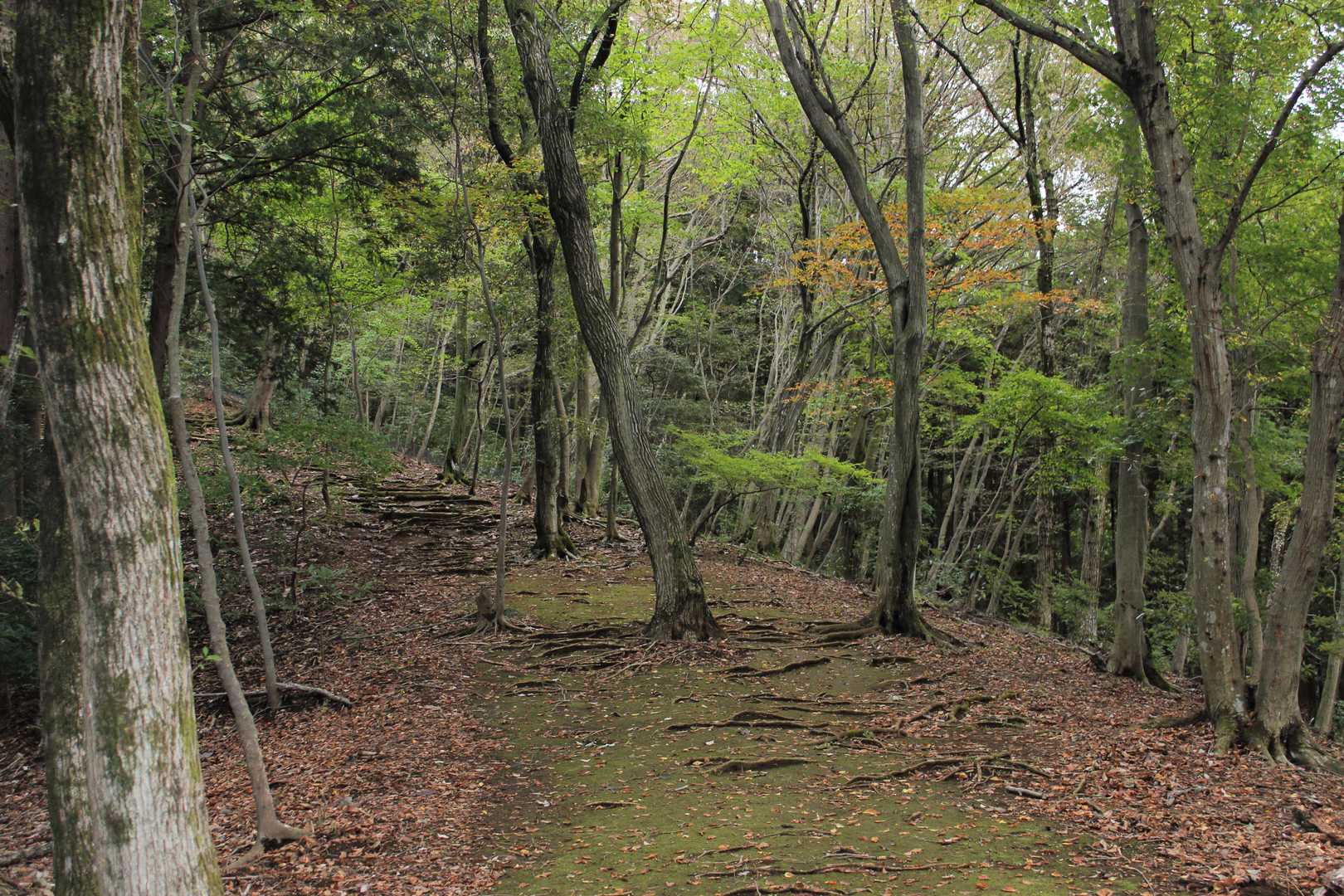 見城山-七曲り峠-日向山 周回コースの写真