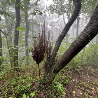 サクラの根元に、箒みたいな木