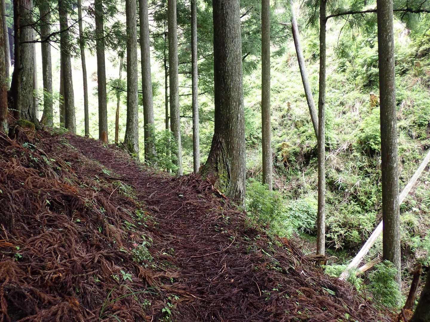 
足に優しい登山道