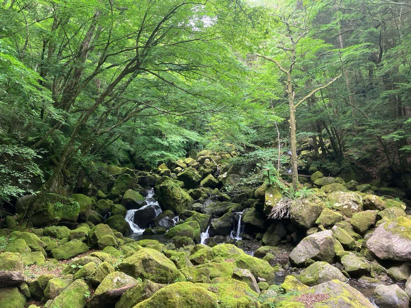風流なポイントありました