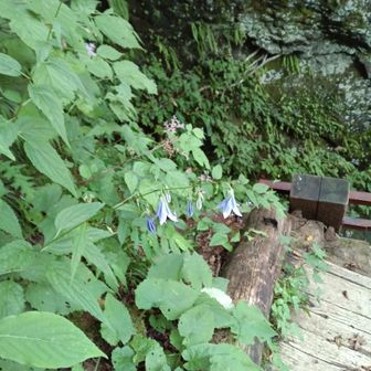 時々目に入る花に少し癒されます👀