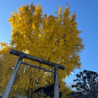 丹生酒殿神社に到着　御神木がすごい