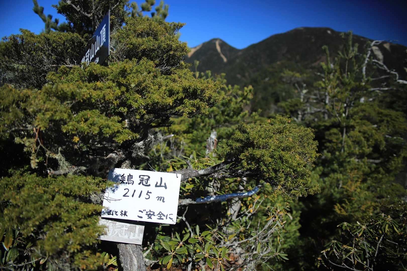 こっちが本物の山頂みたい
でも、既にやぶ深いからあんまり来なくても良いかなーと思った