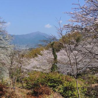 満開の桜。山の彩りが本当にきれい