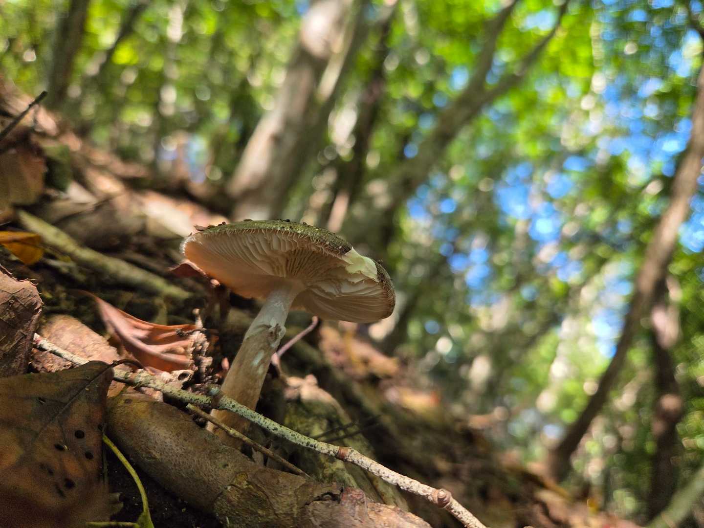 🍄