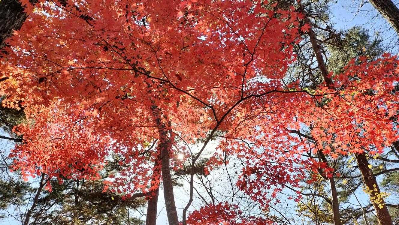 長安寺山ちょこっと手前でパチリ。もみじの赤がとってもキレイでした♬


