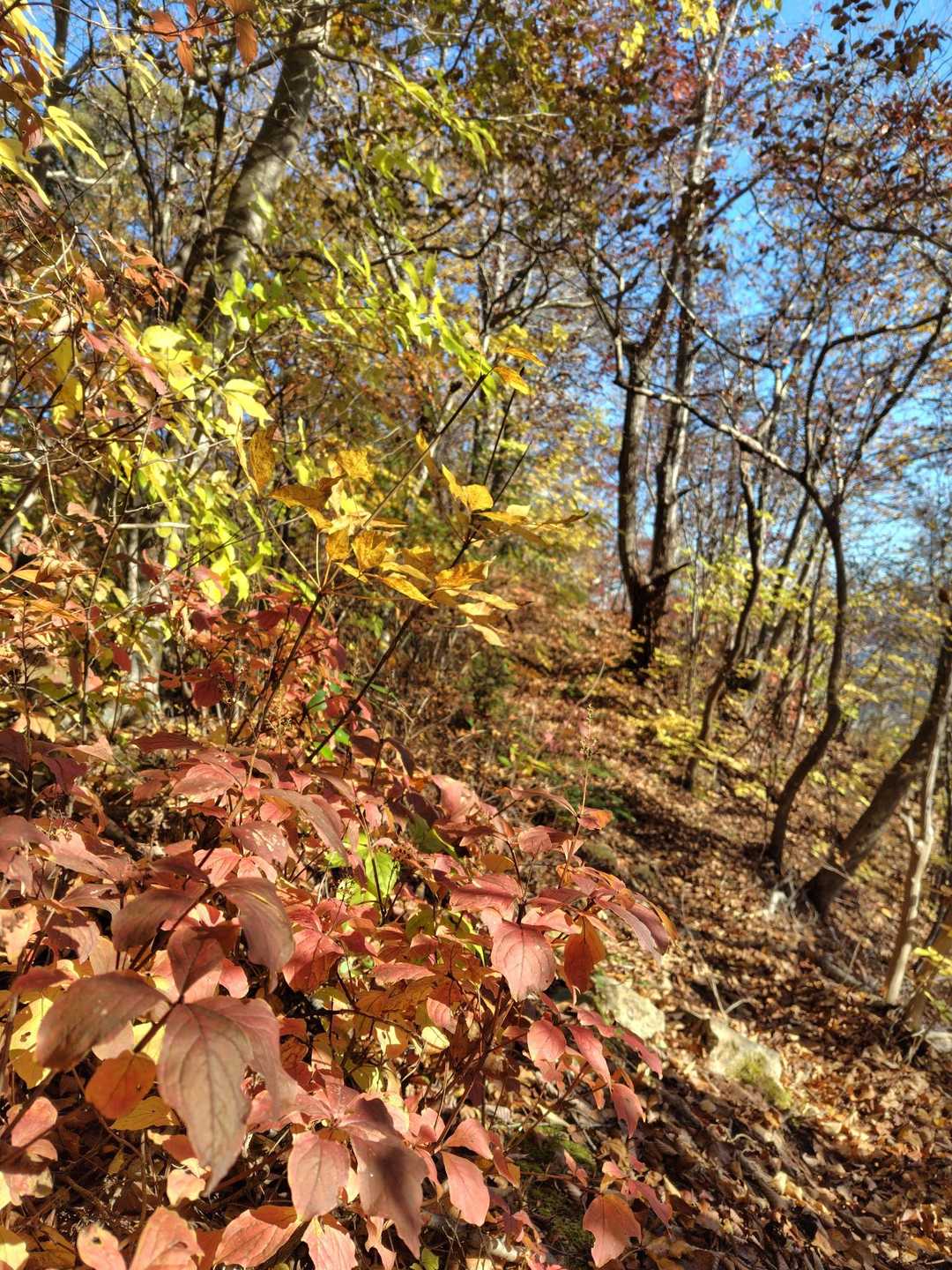 ホツツジの紅葉かな　
この色も素敵✨