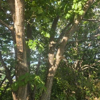 富士ってつくだけあって
ロープ場が2個あったよ
ラストにきつかった～(笑)
草ボーボー気味でした～😅