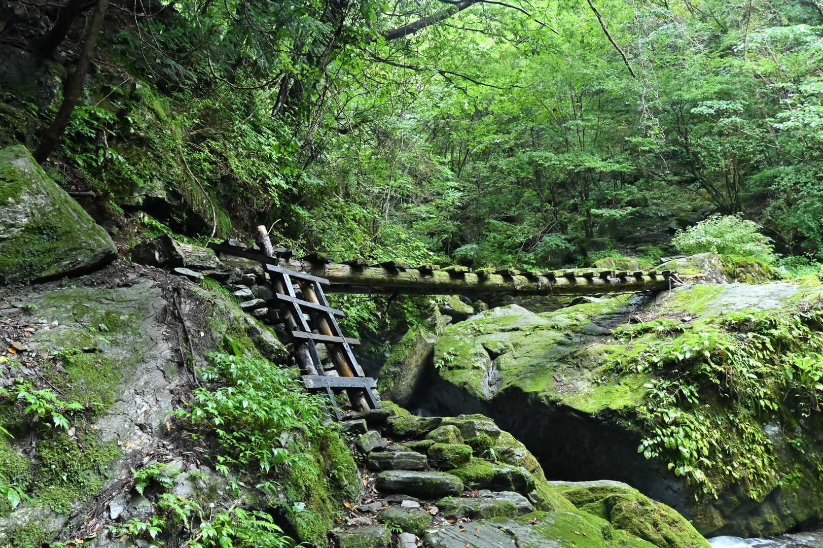 赤星山 往復コースの写真