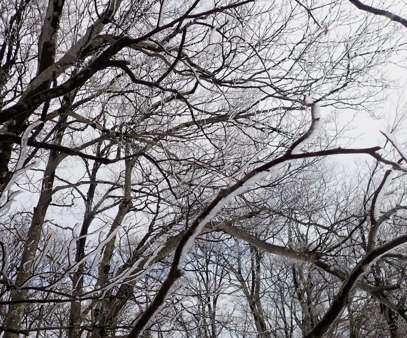 雨氷か樹霜か🤔
わからないけど、綺麗です✨