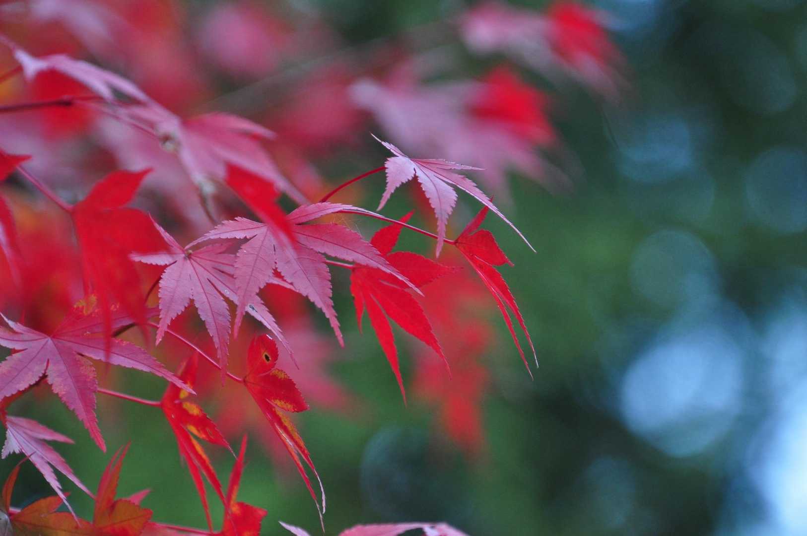 高賀山登山口-御坂峠-高賀山 周回コースの写真