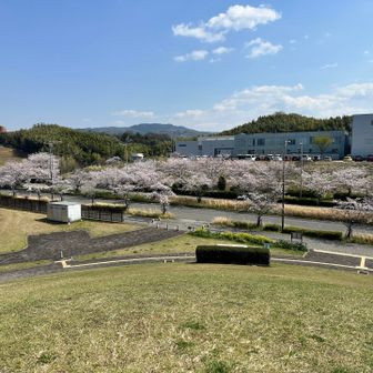 桜並木🌸　満開です
