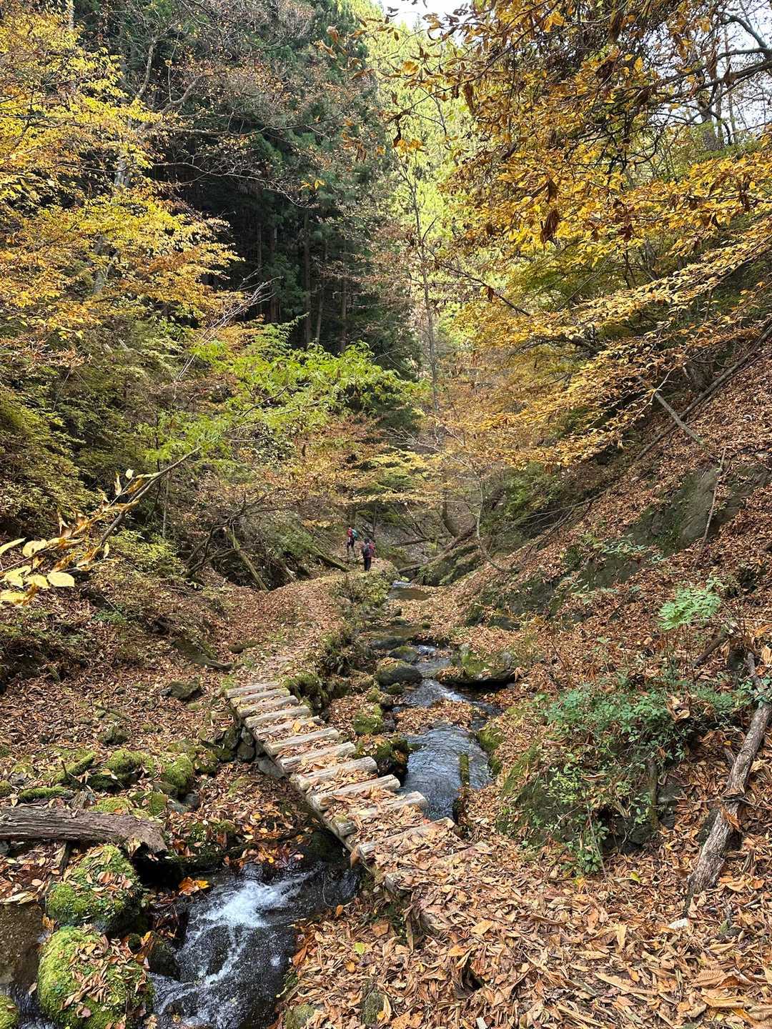 圧巻です🍁✨