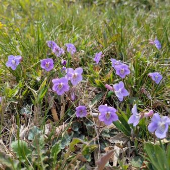 スミレちゃん💜