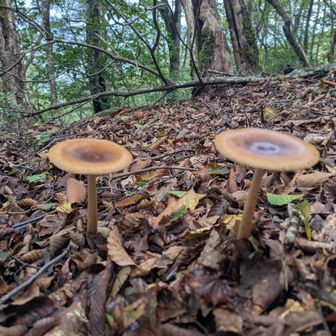 カバイロツルタケ🍄
