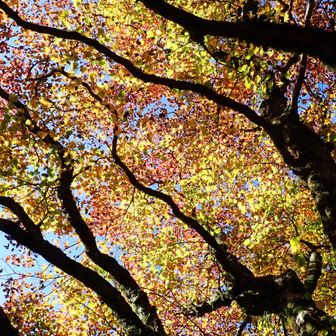 いい雰囲気です🍂