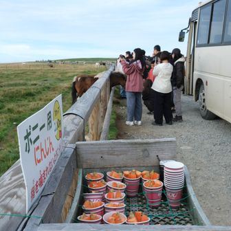 ポニーに人参を🥕

バスから降りて来た観光の皆さん
人参を食べるポニーに歓声が上がってました🤗
