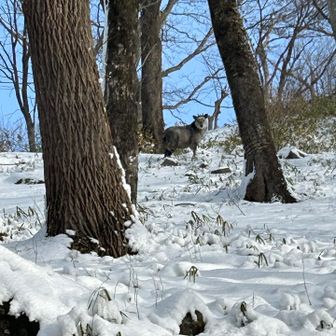 私が慌てて写真撮った後、雪の上に転んだら…走ってたカモシカさんが、また足を止めてこちらを二度見してました笑😆

