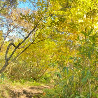黄色で明るい💛
日が当たるところはだいぶ乾いてる