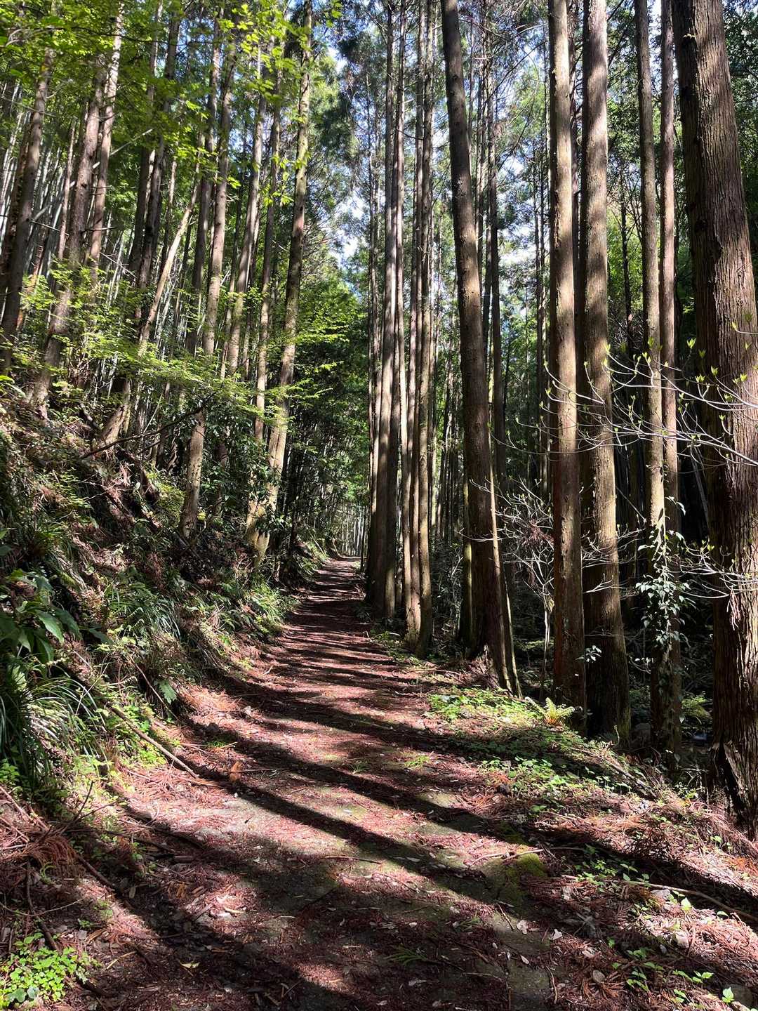 石谷山 往復コースの写真