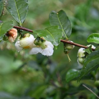 お茶の花