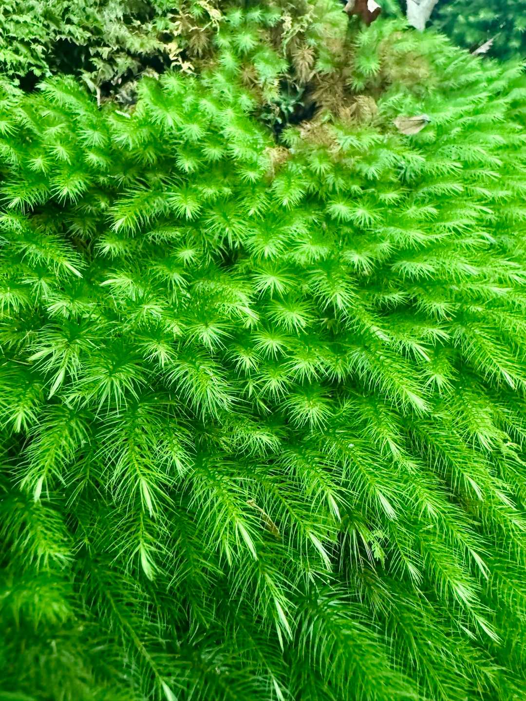 コケ〰️ꔛ💚☺︎.*･ﾟ