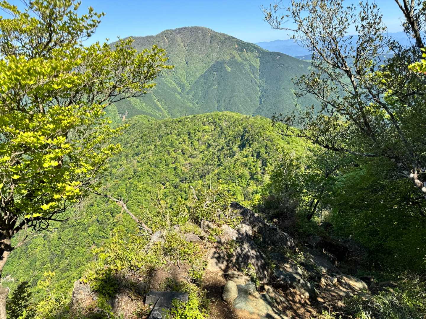 小笄の向こうに見える大室山の存在感⛰️