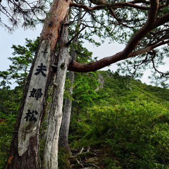 夫婦松