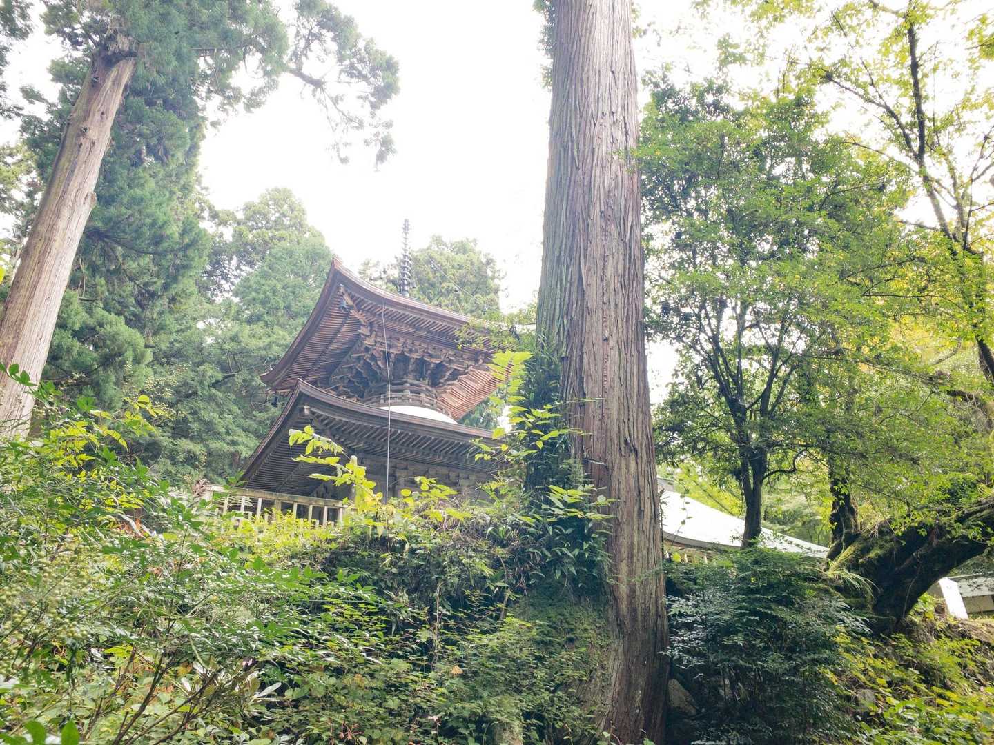 岩湧寺-いわわきの道・きゅうざかの道入口-岩湧山 周回コースの写真