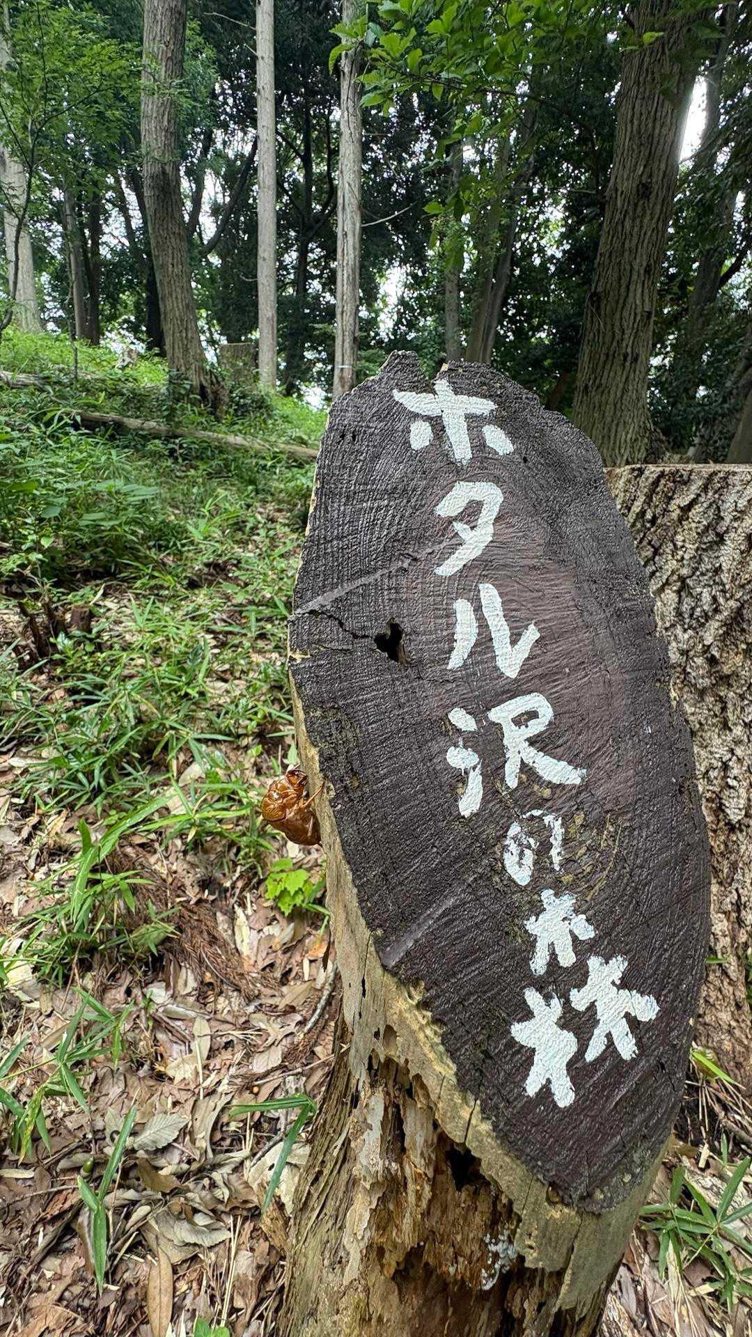 セミの抜け殻^ ^