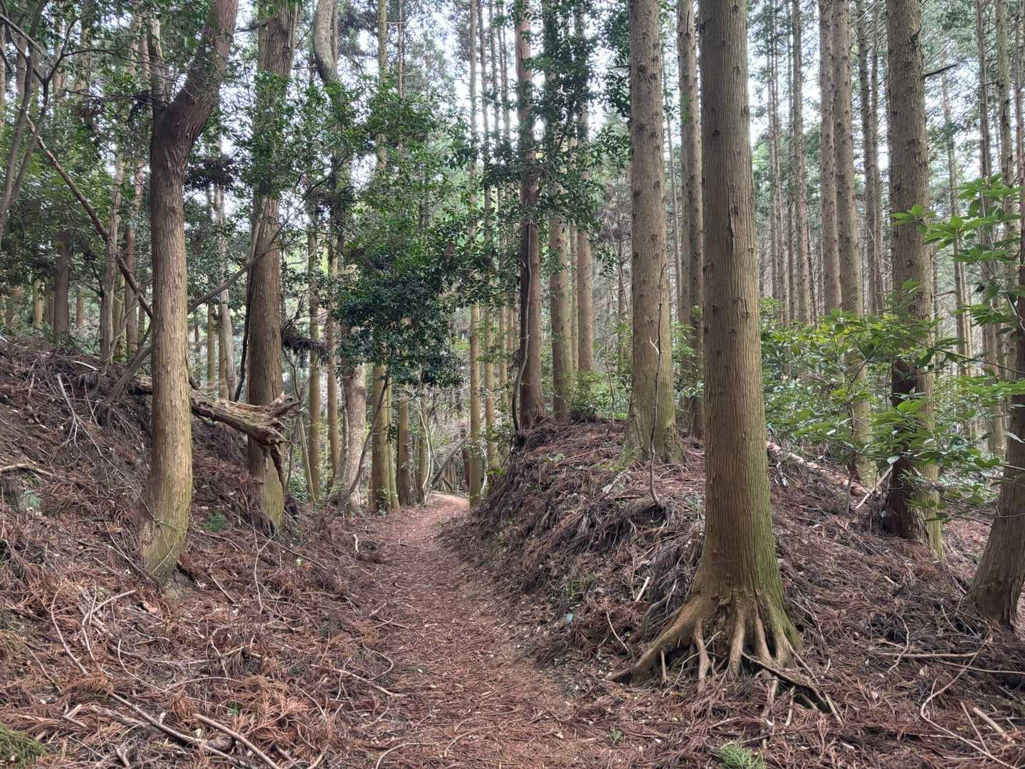 歩きやっす👣