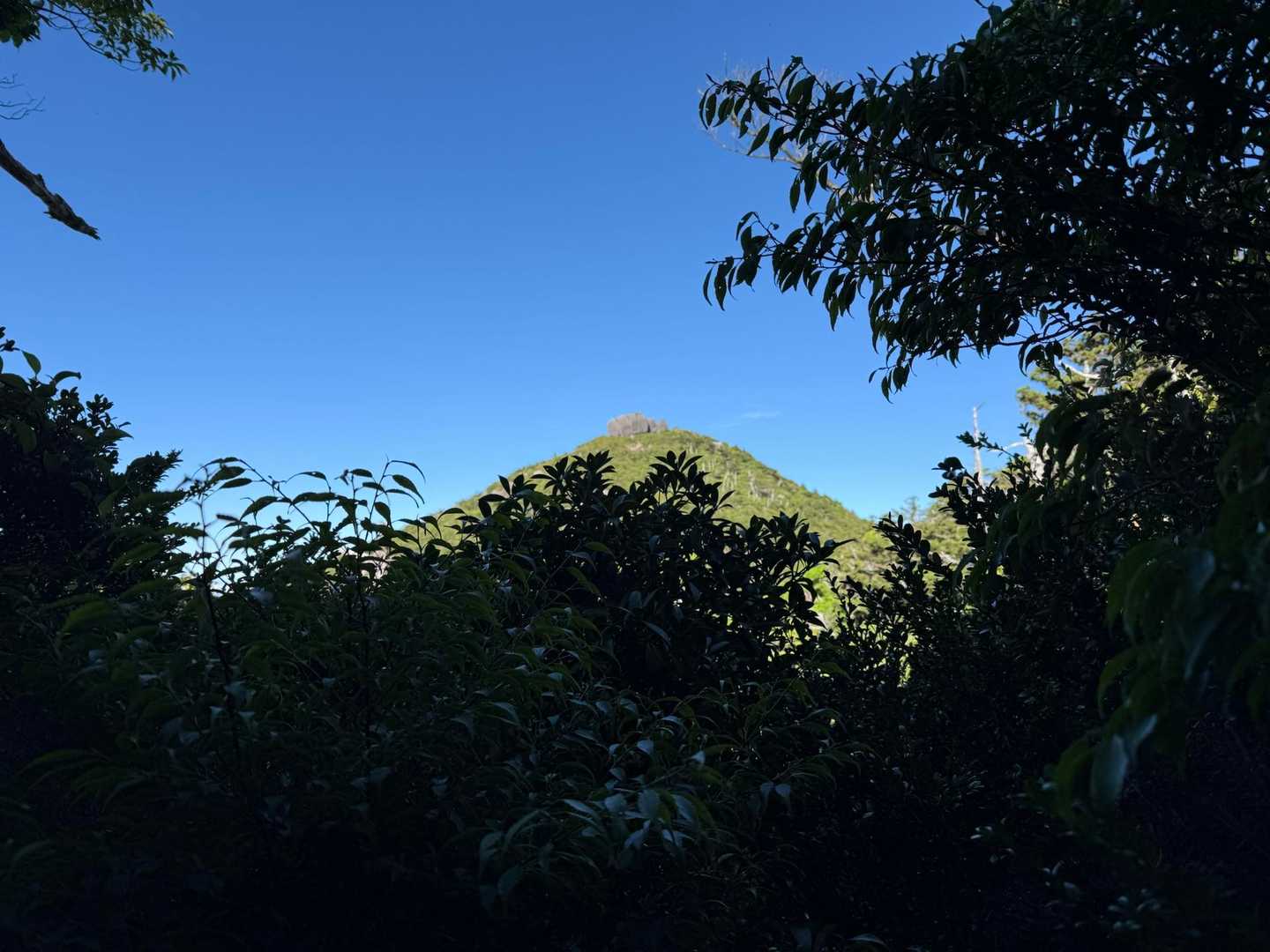 淀川登山口-花之江河-宮之浦岳-縄文杉-夫婦杉-大王杉-ウ 縦走コースの写真