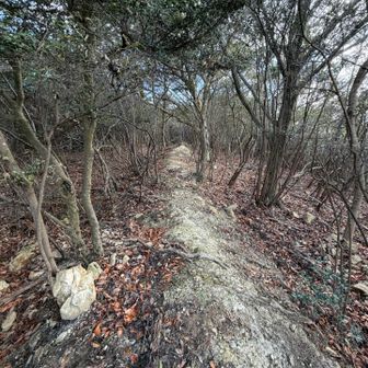 両側が切れ落ちてもいないのに、落ち葉がのっていない不思議な道😳