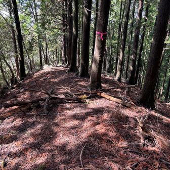 ルートを調べていたら、引き返して分岐を右に進むと桜が咲いている道を通りそうだとわかったから
私が今日、見たいものを見るために歩く❗️
そう決めた