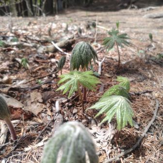 破れ傘沢山。
ホント、珍しい葉の広がり方ですね😲
傘のお化けはなんていうんでしたっけ？妖怪ランドみたい😁