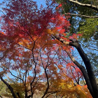 早速🍁キレイ🤗