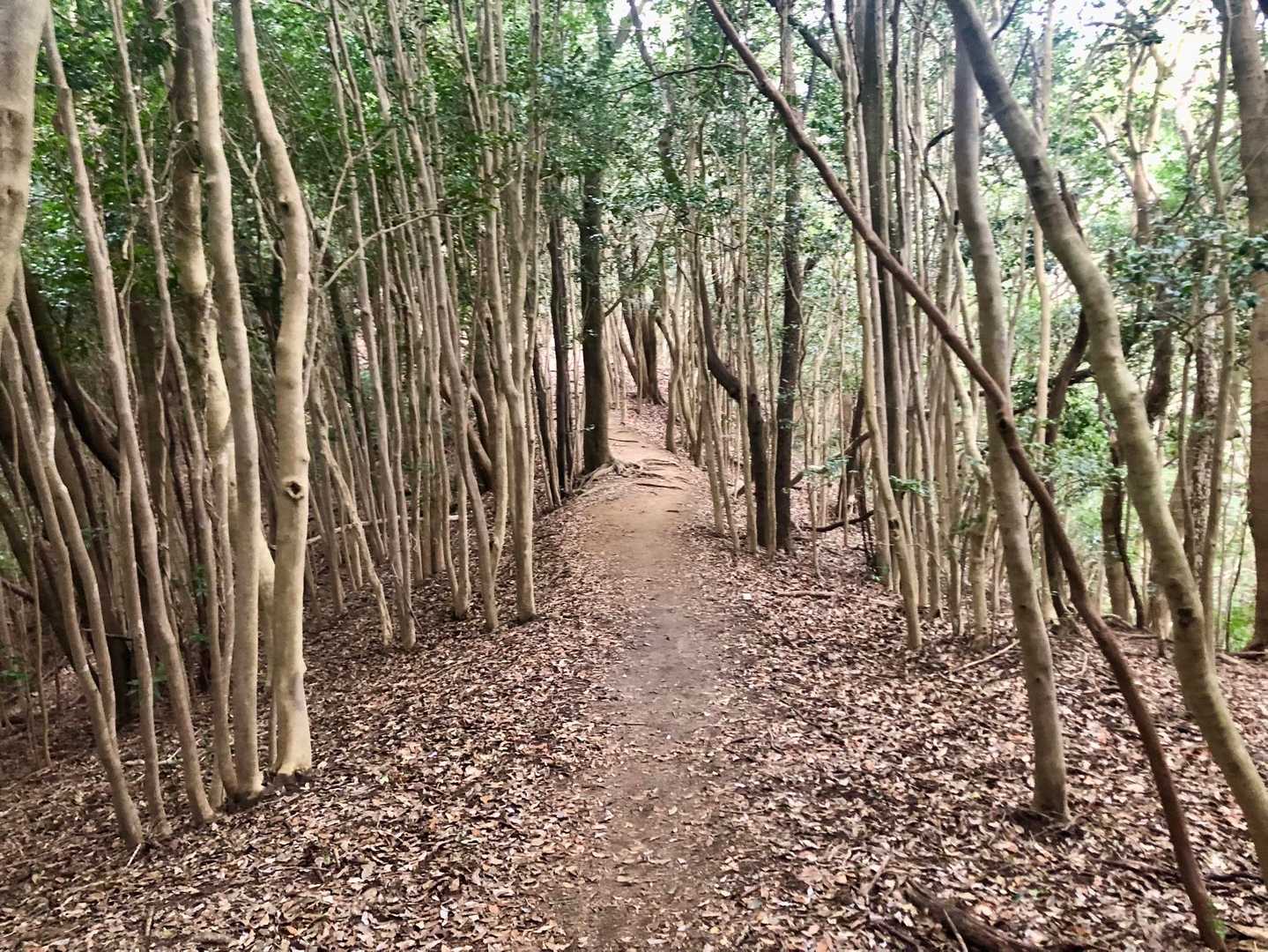 歩くだけでデトックス効果✨