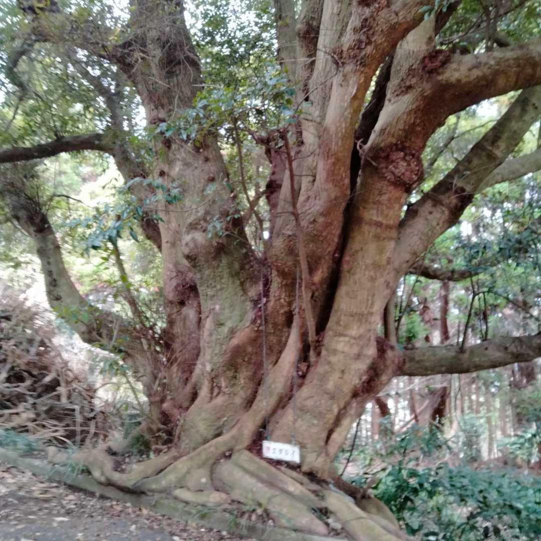 鏡山往復 | 唐津の美しい海を一望。登山口近くには「鏡山温泉」もの写真