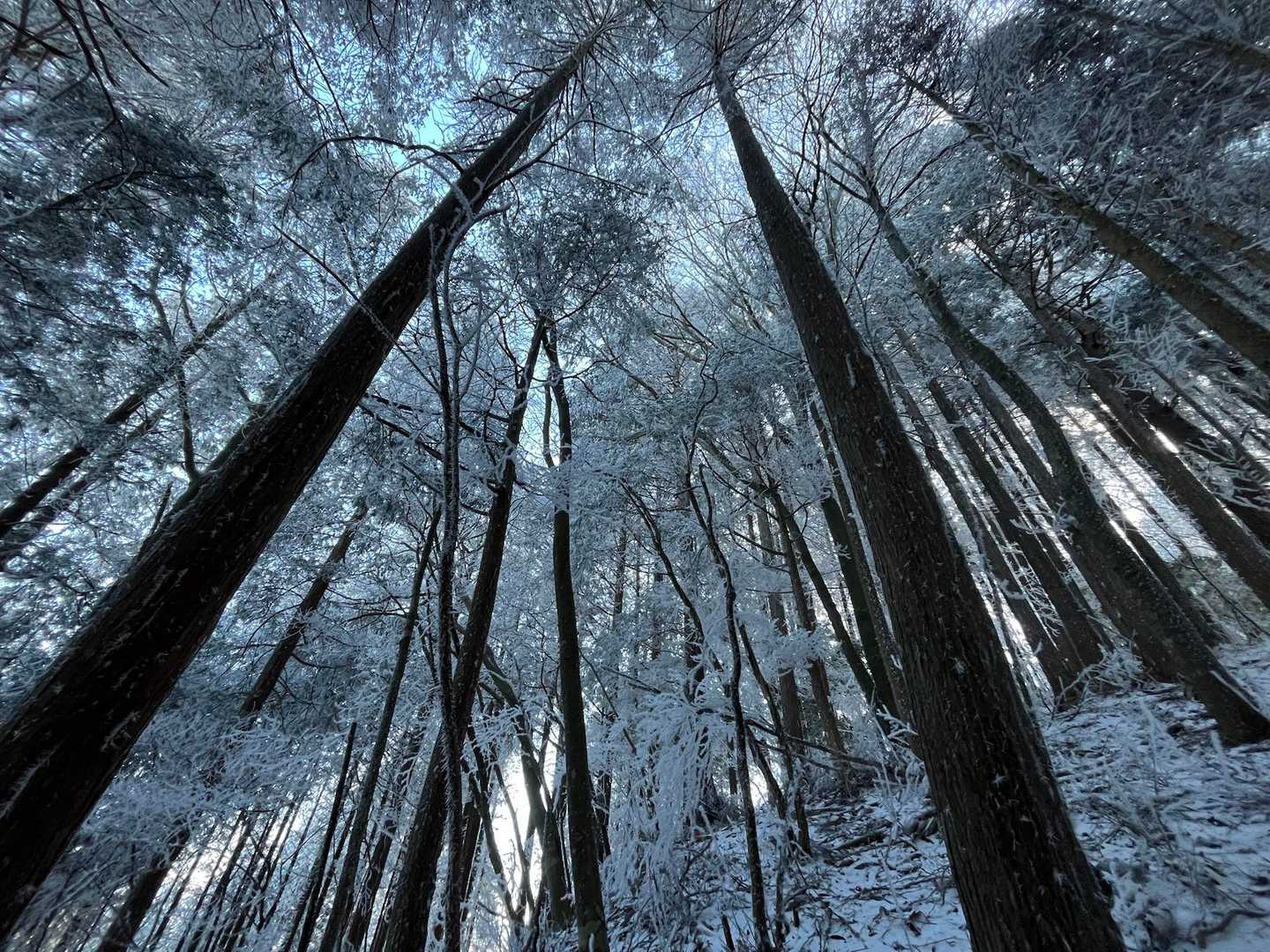 駒ヶ原登山口-鷹ノ巣山-岩岳 縦走コースの写真