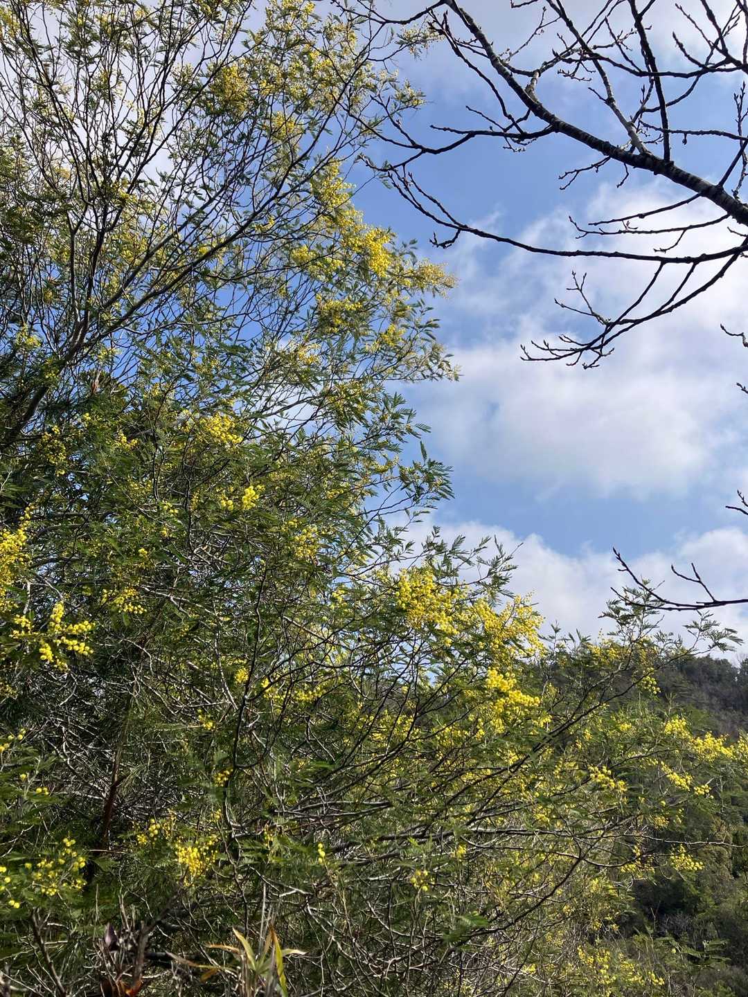 新庄山登り口-高尾山-大山-シャシャ木山登り口 周回コースの写真