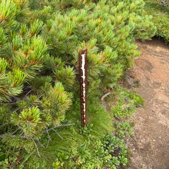 ベベツ岳の山頂標識跡かな？