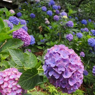 いろいろな花色