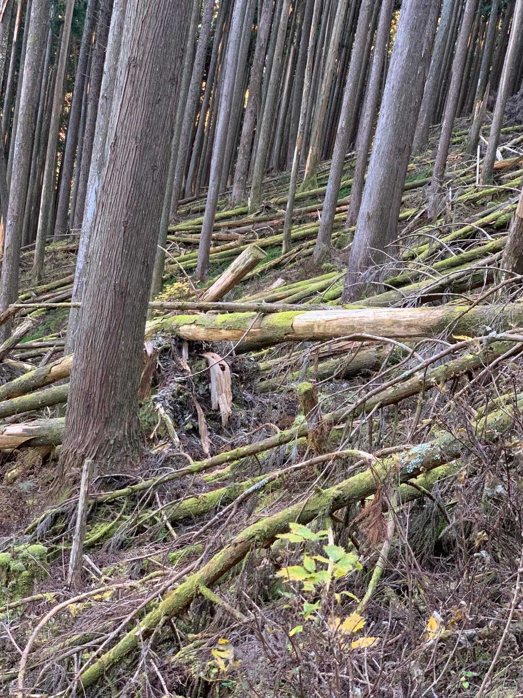 間伐材もたくさん