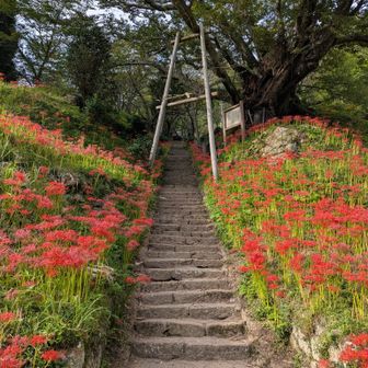 仏隆寺　　　右上に天然記念物の千年桜