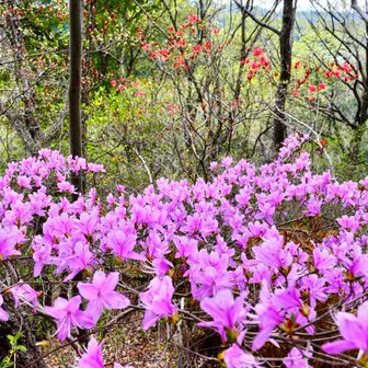 静かな里山を彩る🩷
