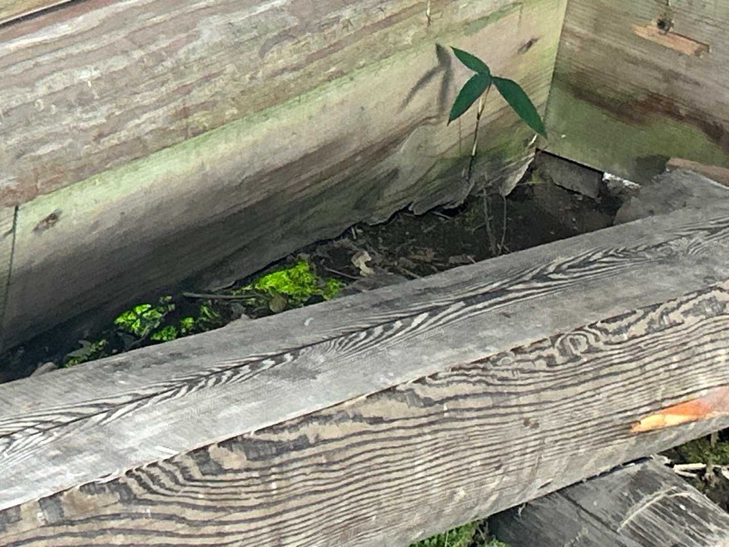 ヒカリゴケ