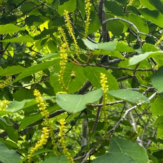 シラキの雄花のようです
真ん中あたり、付け根に雌花も見えています